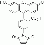 Fluorescein-5-maleimide