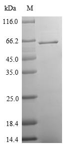Synaptic vesicle glycoprotein 2A (SV2A), partial, bovine, recombinant