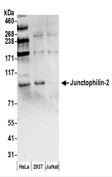 Anti-Junctophilin-2