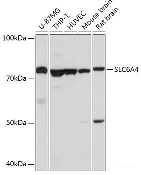 Anti-SLC6A4