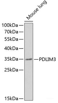 Anti-PDLIM3