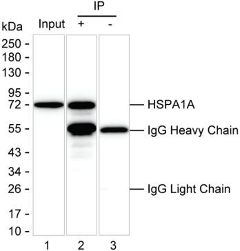 Anti-HSPA1A