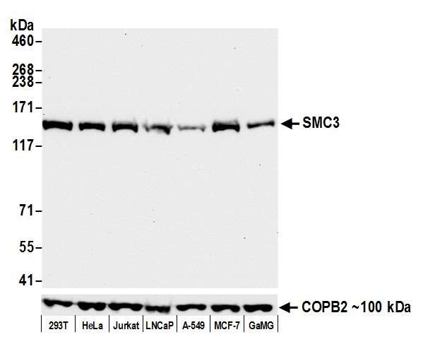 Anti-SMC3 Recombinant Monoclonal