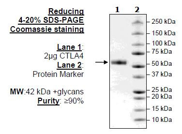 CTLA4 (Mouse), Fc-Fusion (Human), Avi-Tag, Biotin Labeled