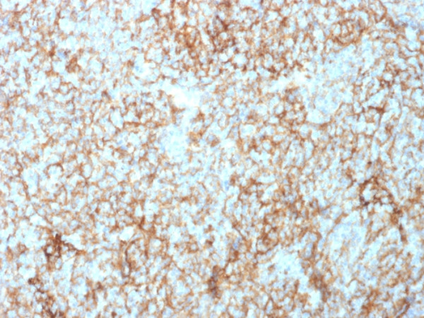 Anti-CD73 (Immuno-Oncology Target)(NT5E/2503), CF594 conjugate, 0.1mg/mL