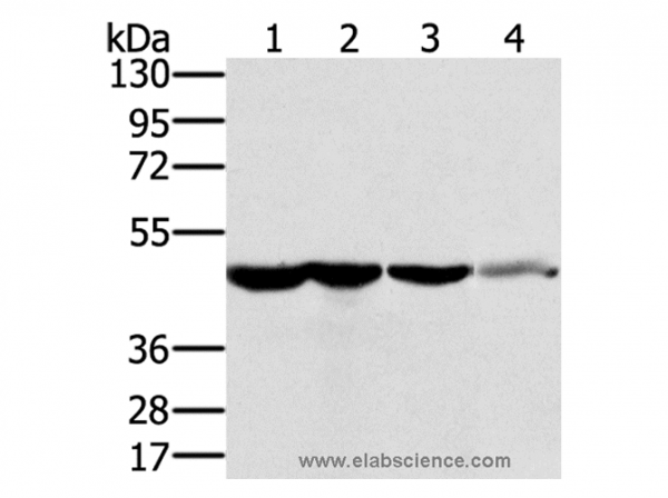 Anti-RNH1