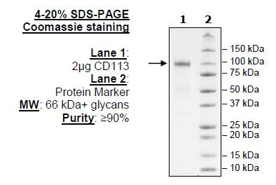 CD113, Fc-Fusion (IgG1), Avi-Tag