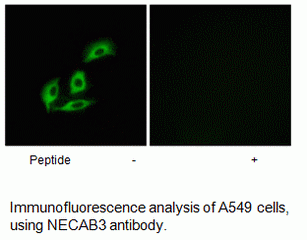 Anti-NECAB3