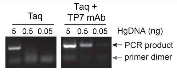 Anti-Taq Polymerase Recombinant Monoclonal