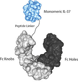 IL-37 (human) (monomeric):Fc-KIH (human) (rec.)