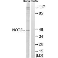 Anti-CNOT2 (Ab-101)