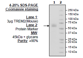 TREM2, Fc-fusion (IgG1), Avi-Tag (Mouse), Biotin