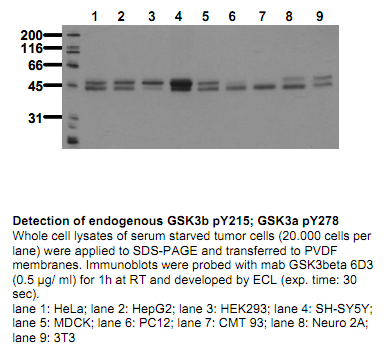 Anti-phospho-GSK3beta (Tyr215)/GSK3alpha (Tyr278), clone 6D3
