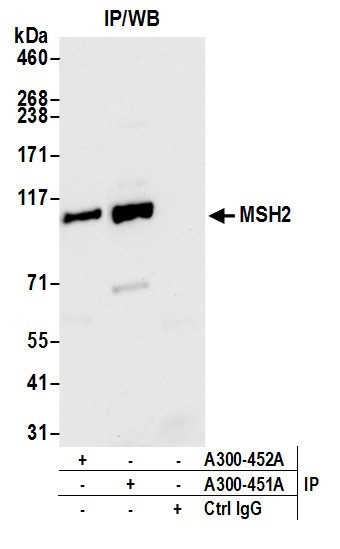 Anti-MSH2