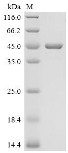 Retinaldehyde-binding protein 1 (RLBP1), human, recombinant