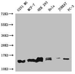 Anti-PIN4 Recombinant Monoclonal, clone 14A7