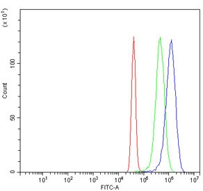 Anti-POLA2 / DNA polymerase alpha subunit B