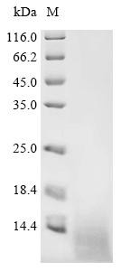 Colicin-E5 (col), partial, recombinant Escherichia coli