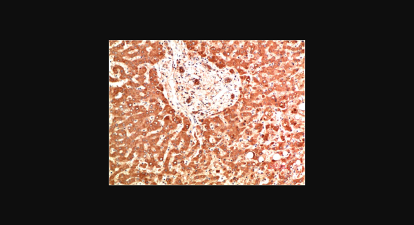 Anti-Collagen IV (5C9), monoclonal