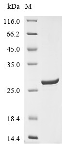 Collagen alpha-1 (XV) chain (COL15A1), partial, human, recombinant
