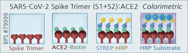 SARS-CoV-2 Spike Trimer (S1+S2):ACE2 Inhibitor Screening Colorimetric Assay Kit