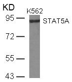 Anti-STAT5A (Ab-780)