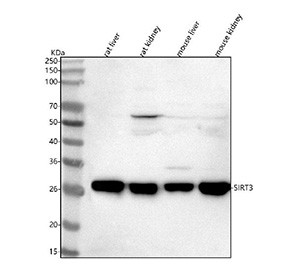 Anti-SIRT3