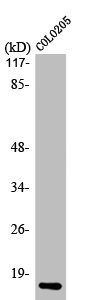 Anti-ATP5I