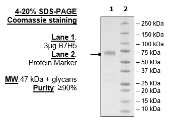 B7-H5 Fc fusion, Avi-Tag, Biotin-labeled (Human)