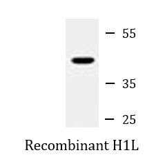 Anti-H1L, clone 20CT26.44.10.3 / 20CT26.44.10.14