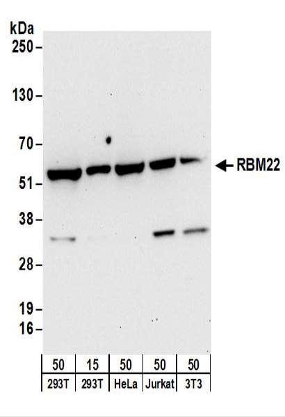 Anti-RBM22