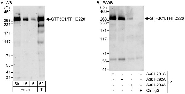 Anti-GTF3C1/TFIIIC220