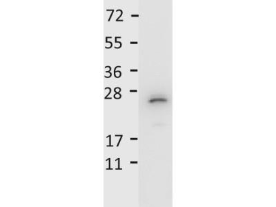 Anti-Interleukin-27/p28 (IL-27/p28)