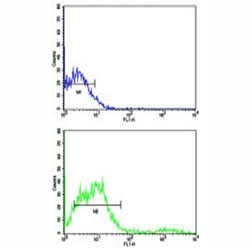 Anti-CD8