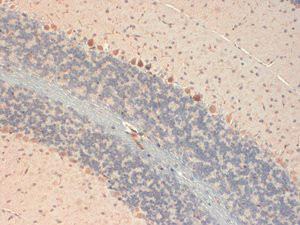 Anti-GluR2, clone S21-32
