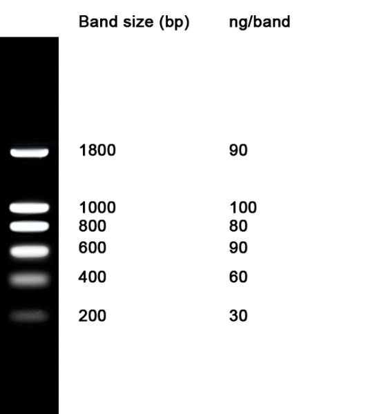 NZYDNA Ladder I, 200-1800 bp