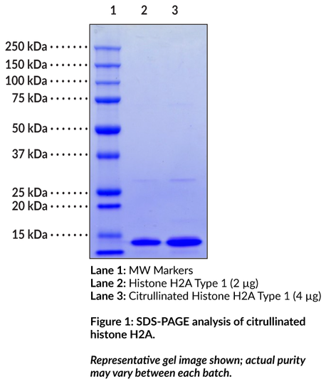 Citrullinated Histone H2A Type 1 (human, recombinant)