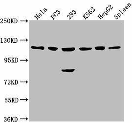 Anti-CDKL5