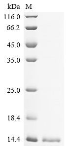 Acyl-CoA-binding protein (Dbi), mouse, recombinant