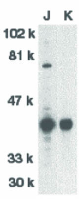 Anti-DFF40