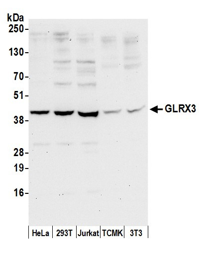 Anti-GLRX3/PICOT/TXNL2