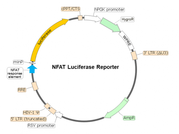 NFAT Luciferase Reporter Lentivirus-79579-H