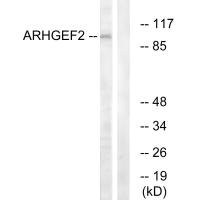 Anti-ARHGEF2