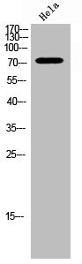 Anti-Phospho-FOXO3 (S253)