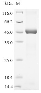 Bcl-2-related protein A1 (BCL2A1), human, recombinant