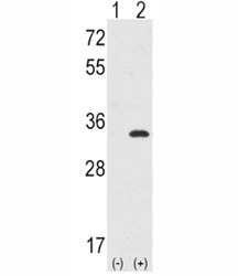 Anti-CDC2 (CDK1)