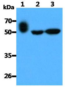 Anti-LAYN, clone 20G8