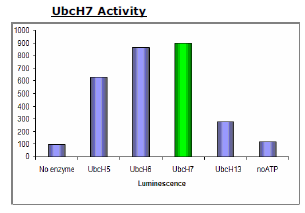 UbcH7 (UBE2L3), actvie human recombinant, N-terminal His-tag