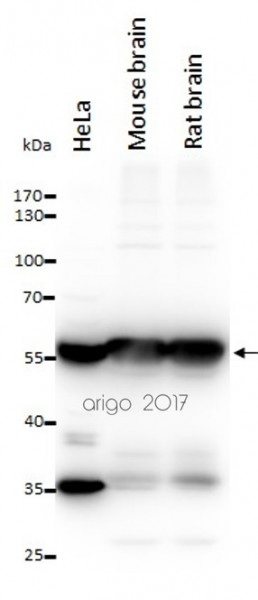 Anti-alpha Tubulin 6