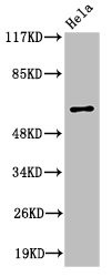 Anti-HABP2